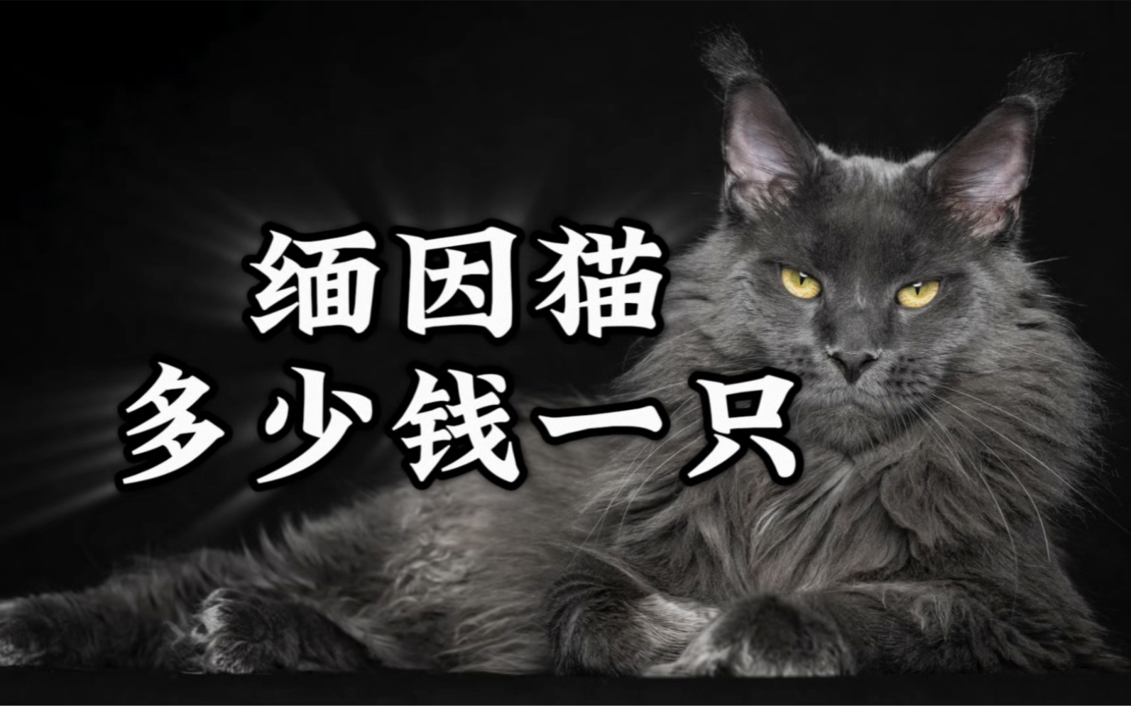 缅因猫多少钱一只?300030000不等哔哩哔哩bilibili