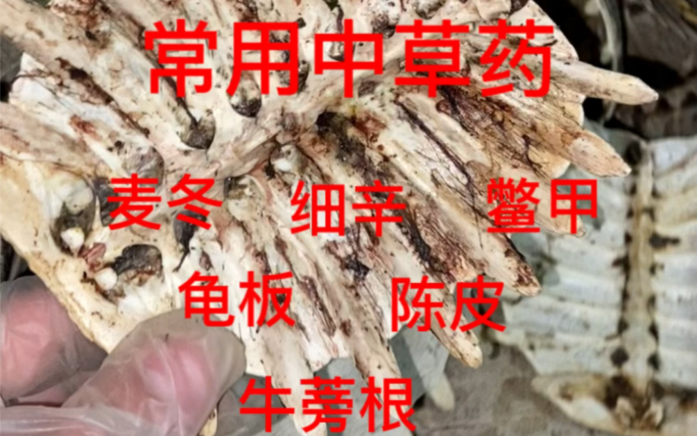 麦冬 细辛又涨价了,鳖甲 龟板 陈皮 牛蒡根 行情 帮带帮采哔哩哔哩bilibili