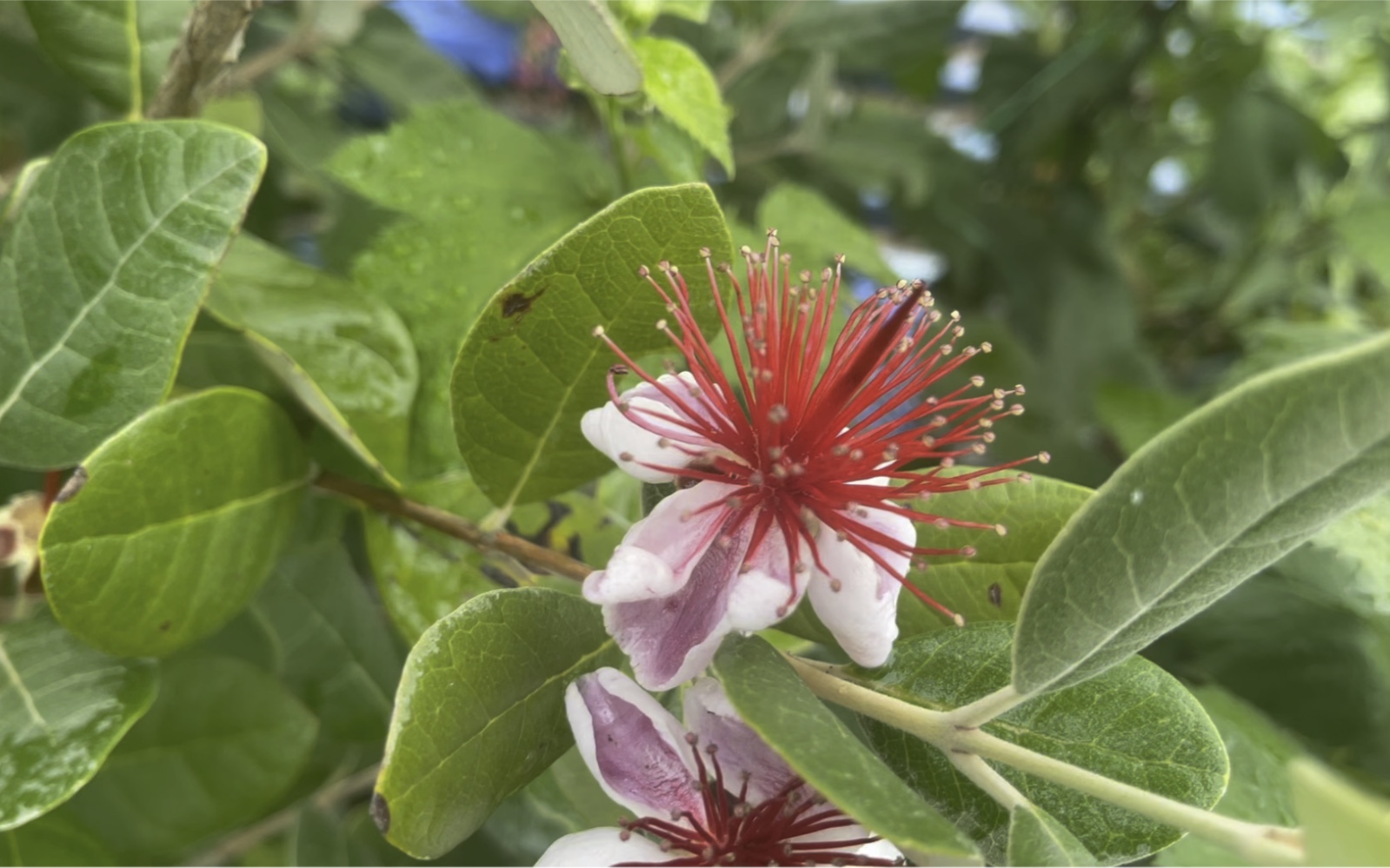 活动  为了吃到自己种的菲油果,买了两棵相互授粉,种了四年终于开花了