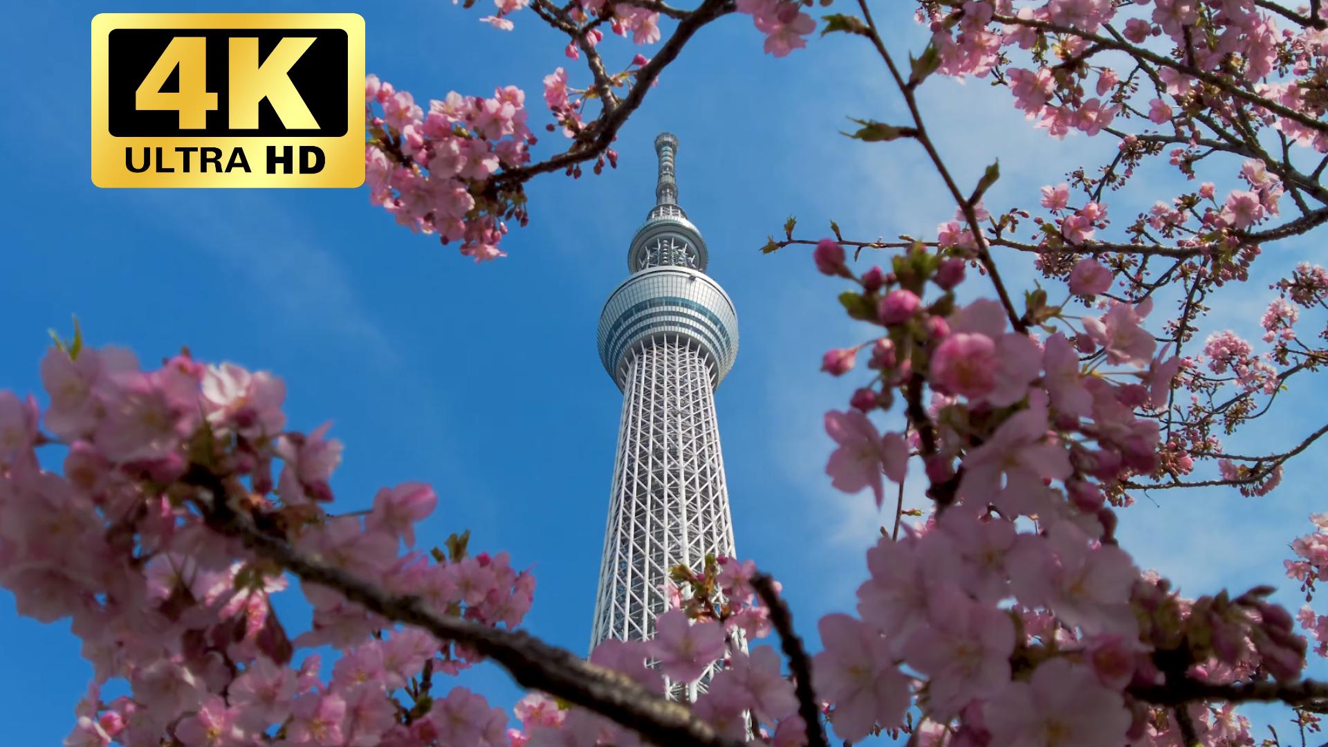 [图]【4K超清】东京晴空塔与盛开的樱花之旅