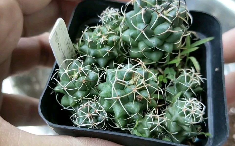 给仙人球魔象丸分家