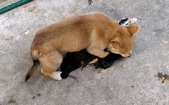 霸道小狗追着我家的鸭子咬