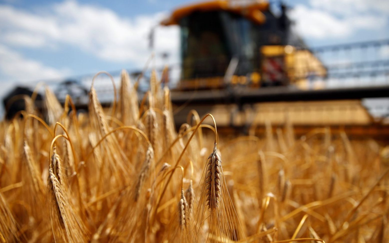 1000万吨大麦将收获澳大利亚着急了要求中国复审双反关税