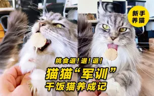 Télécharger la video: 如何养成干饭猫 | 5个“猫咪军训”方法 告别挑食不爱吃，重在坚持！