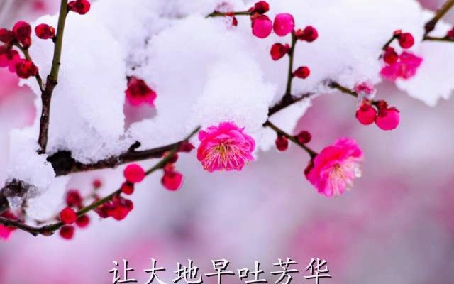 《雪 花》郭玉红哔哩哔哩bilibili