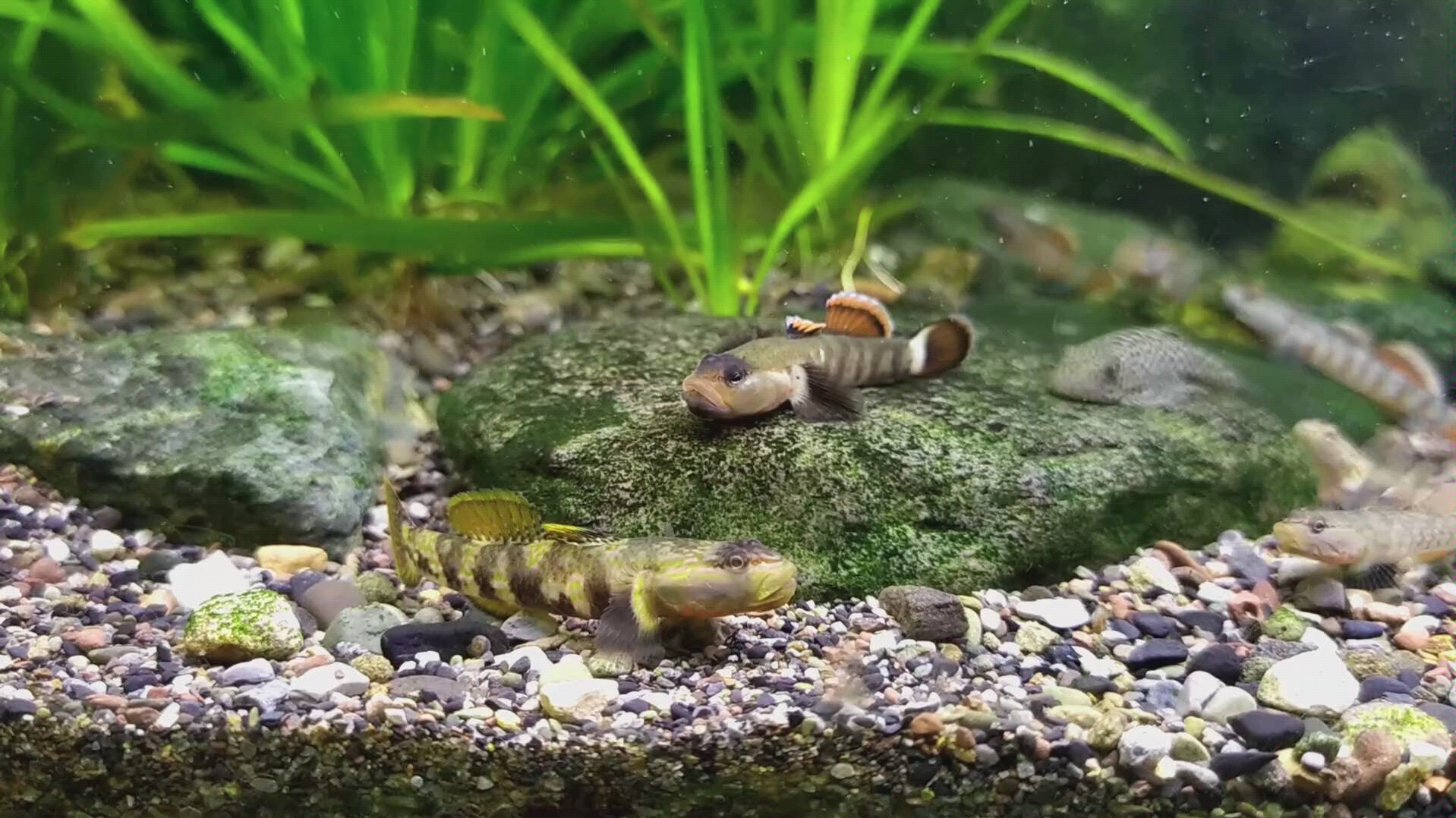 原生鱼虾虎新红吻虾虎