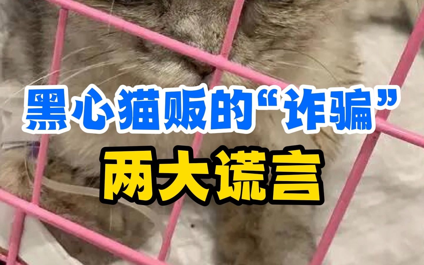 猫贩子的“”诈骗“手段,希望你别再花冤枉钱哔哩哔哩bilibili