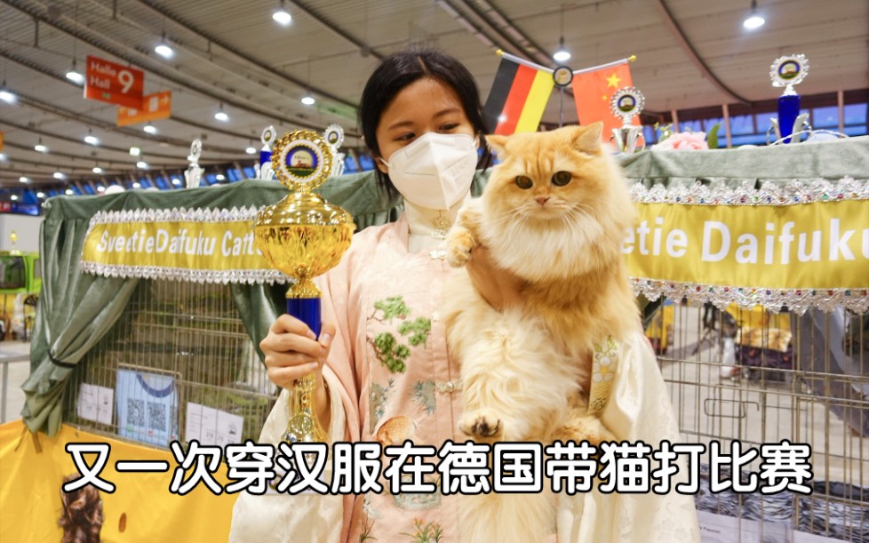 [图]我家最近很火的劝架小猫去比赛啦，全场长毛猫第一名，欧洲冠军头衔，连续三天英长第一名！他现在在德国猫圈也火啦！斯图加特动物博览会的国旗是我们的！