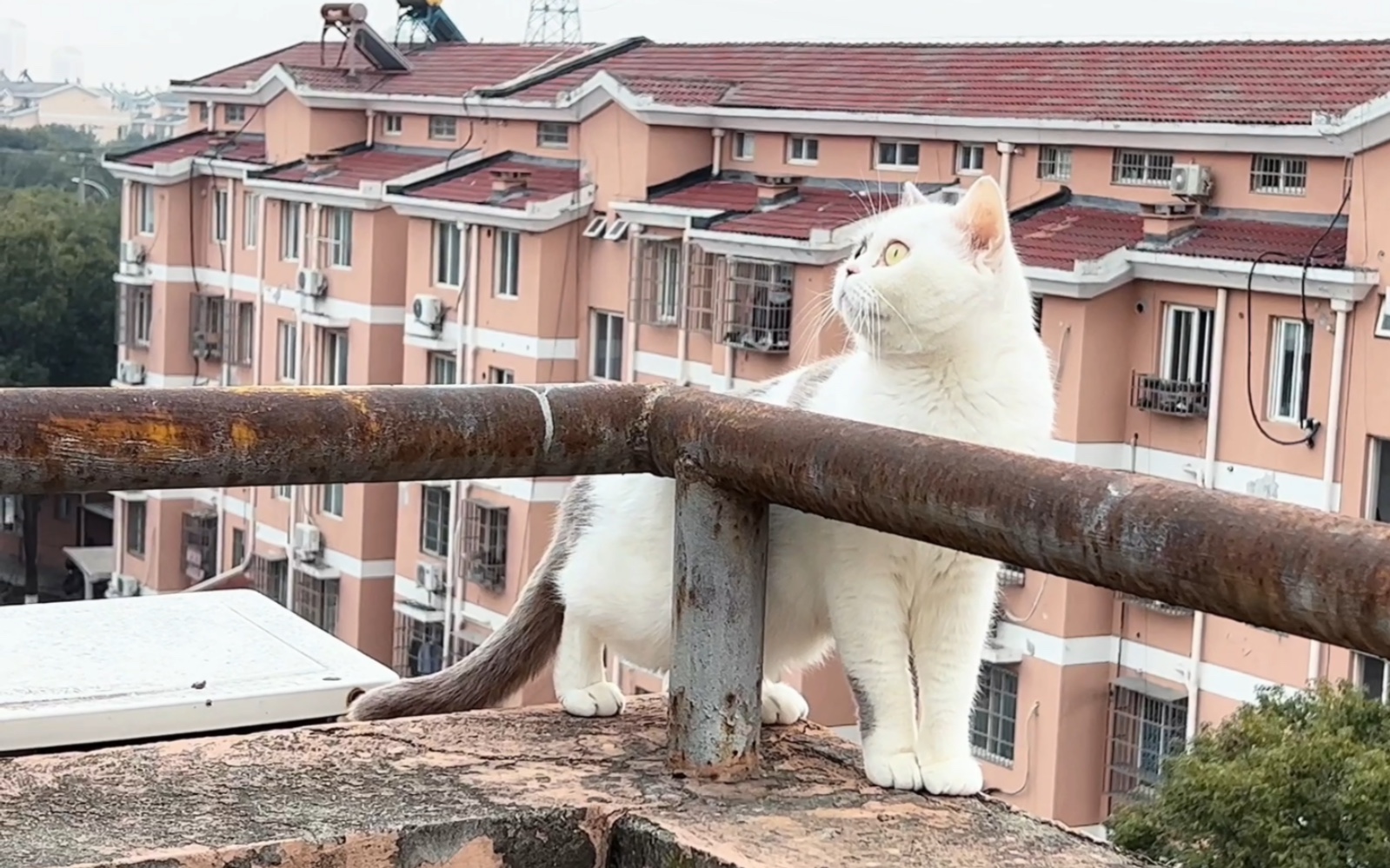 巷子里的猫很自由却没有归宿,围墙里的狗有归宿终生都得低头