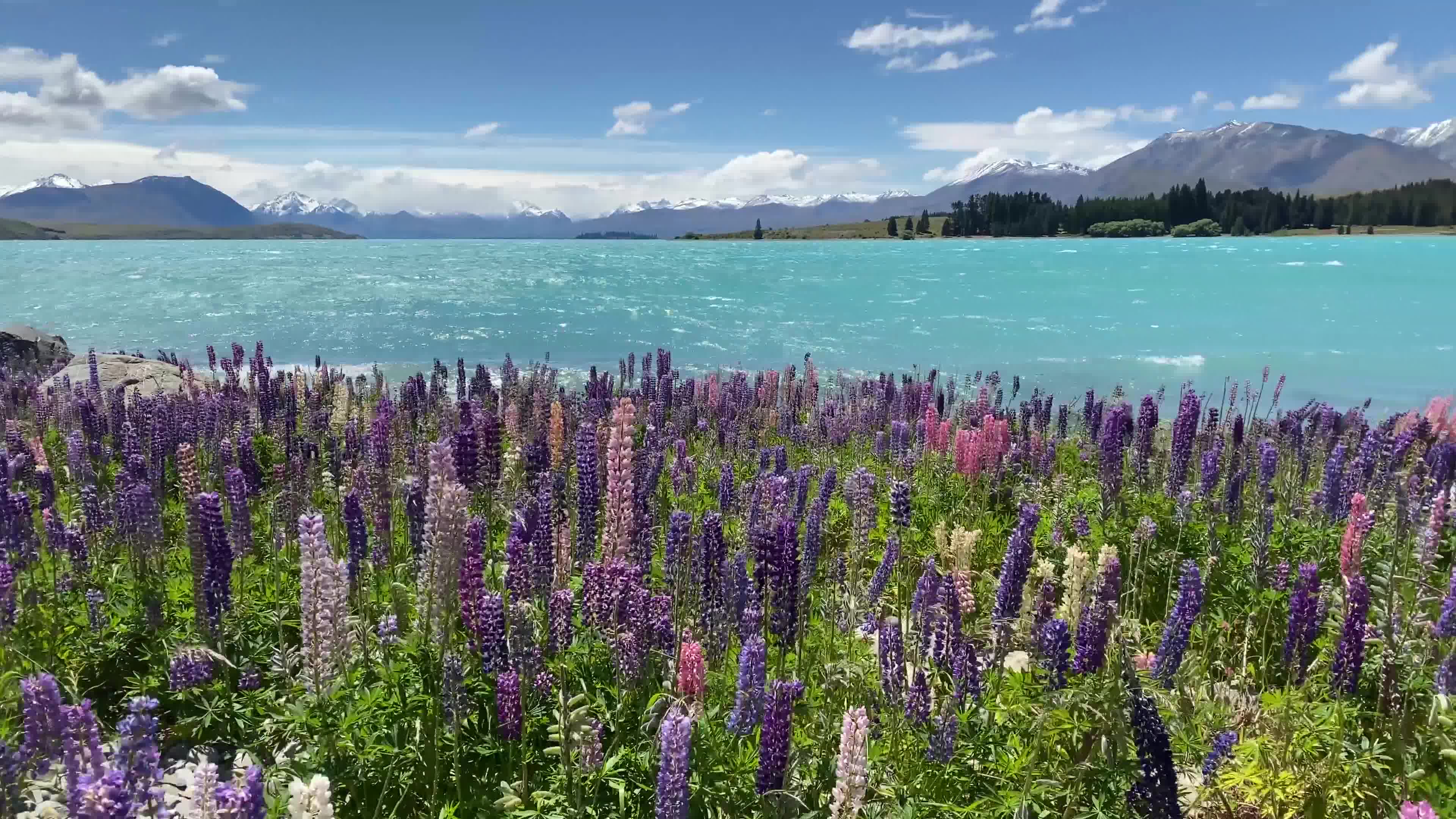 新西兰特卡波湖 Lake Tekapo 湖边遍地鲁冰花绝美景色 超高清画质哔哩哔哩bilibili