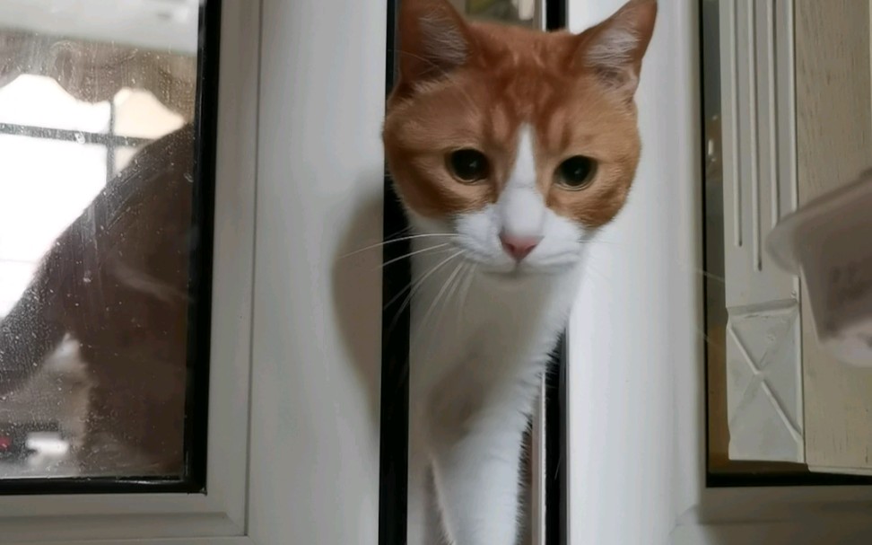 橘猫眼巴巴的看着吃的,忍不住破门而入了