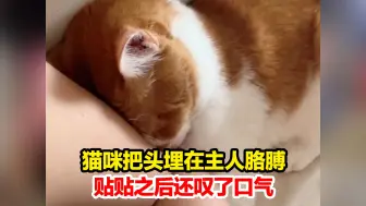 Download Video: 猫咪把头埋在主人胳膊，贴贴之后还叹了口气，网友：好了 小猫快和表妈说再见