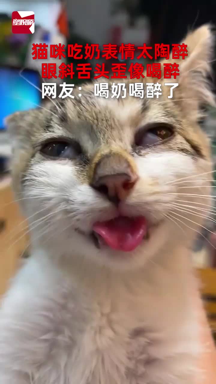 猫咪吃奶表情太陶醉,眼斜舌头歪像喝醉,网友:喝奶喝醉了哔哩哔哩bilibili