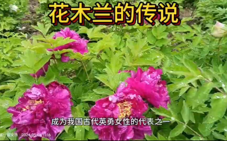 花木兰的传说哔哩哔哩bilibili