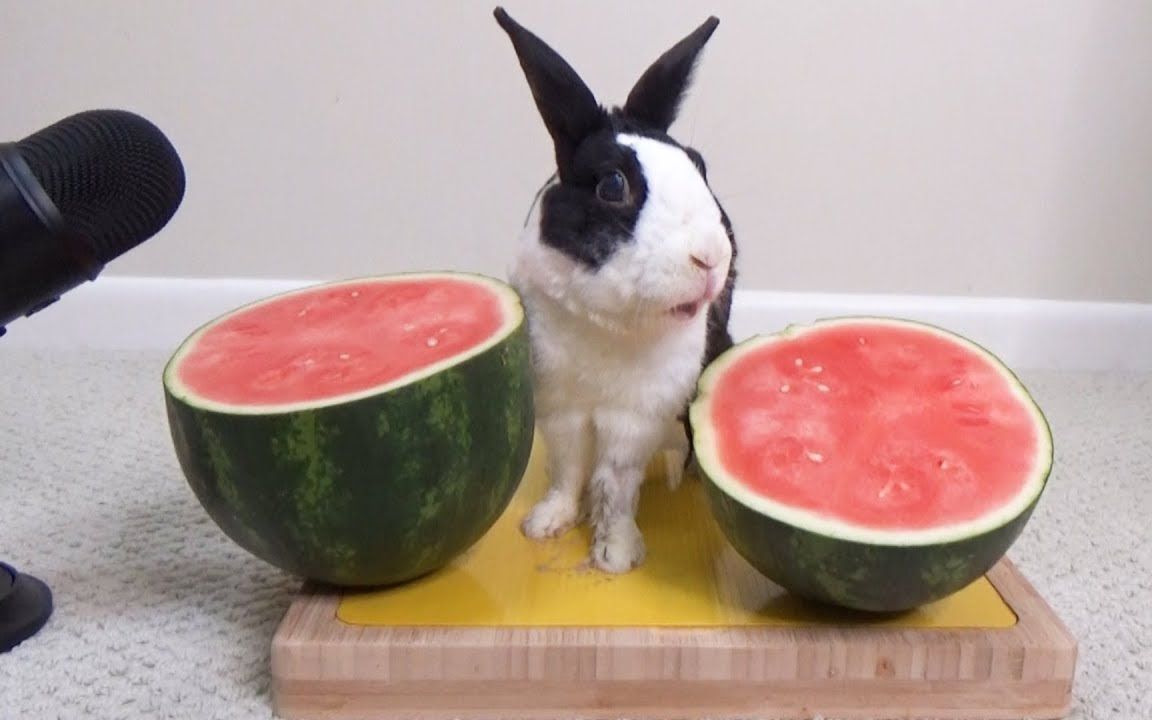 兔子吃西瓜,被大话筒录到,耳朵瞬间怀孕,这小嘴也太快了吧_哔哩哔哩