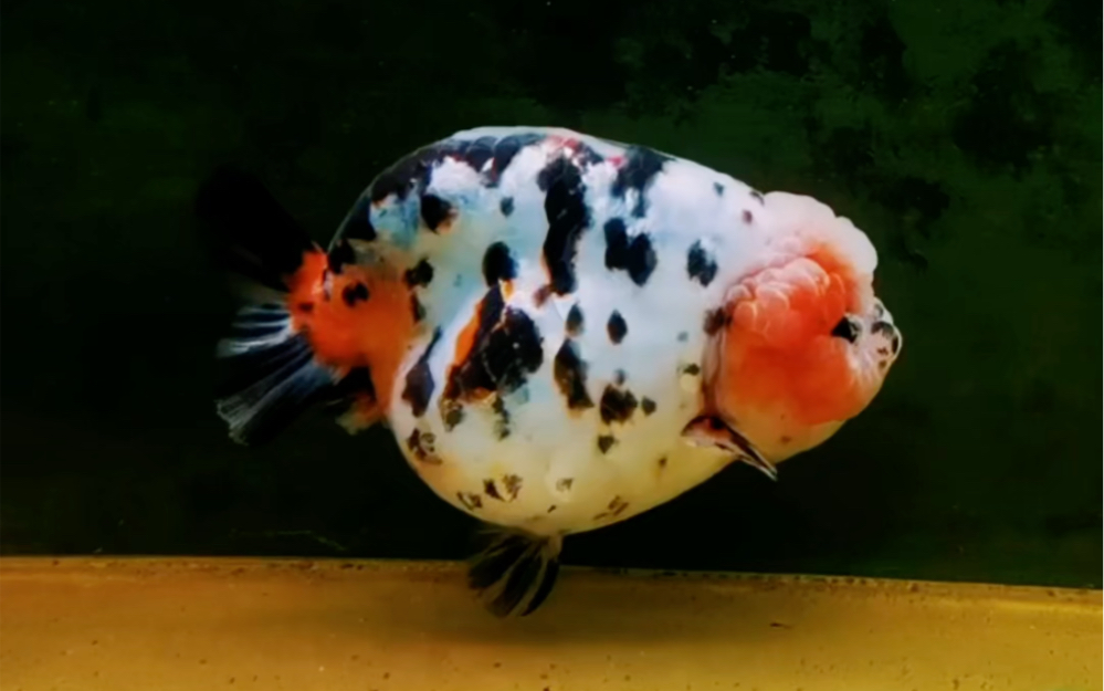 潘氏金鱼:娃娃花胖子