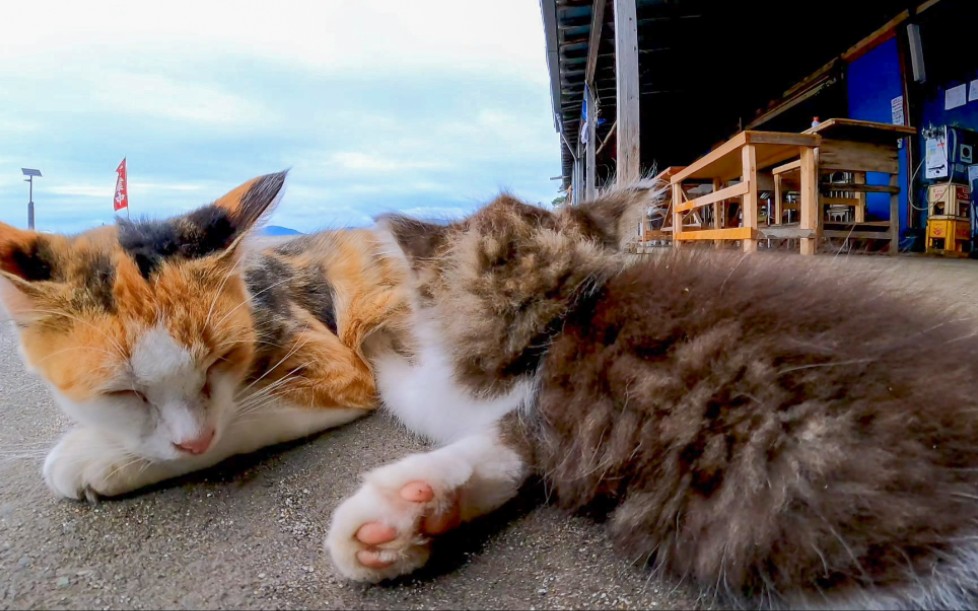 三毛猫ママと子猫哔哩哔哩bilibili