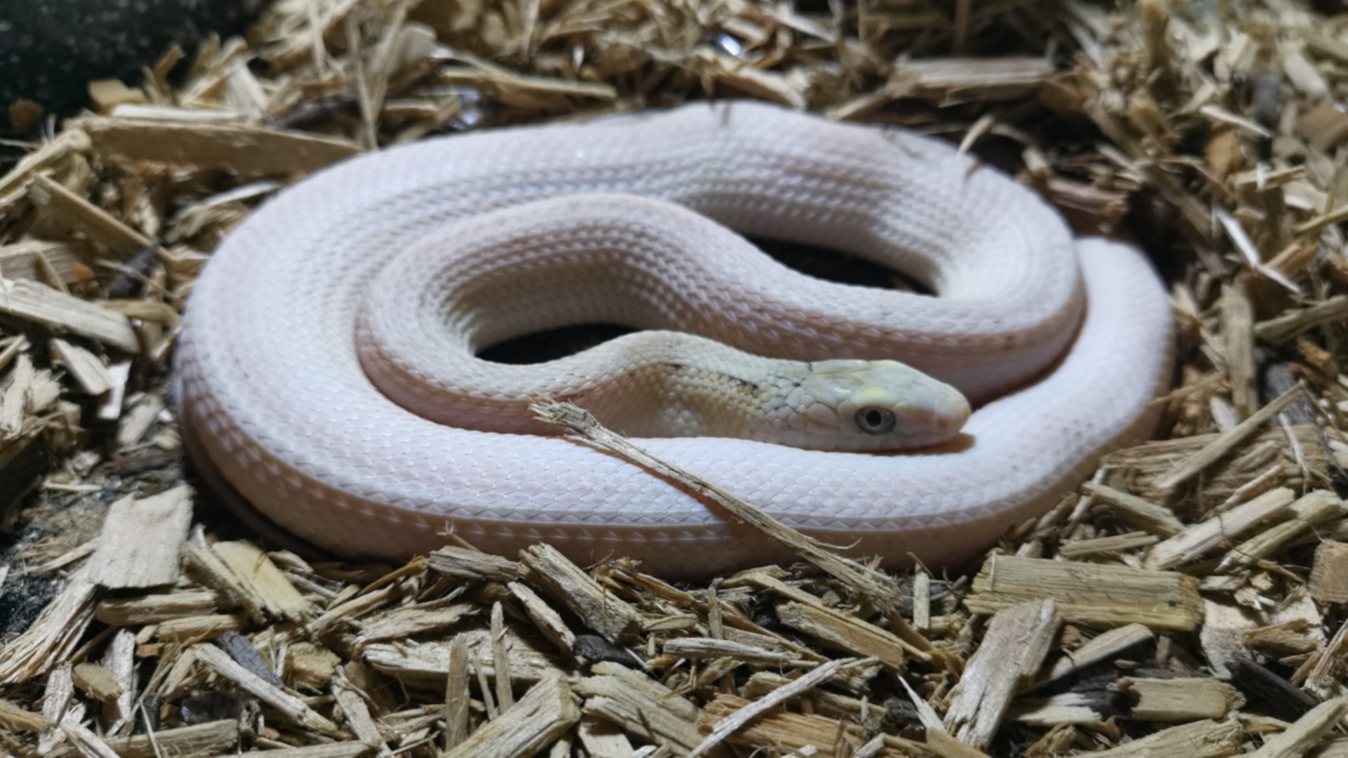 【王锦蛇】抓到一个偷偷睡懒觉的家伙(((*°▽°*)八(*°▽°*)))♪