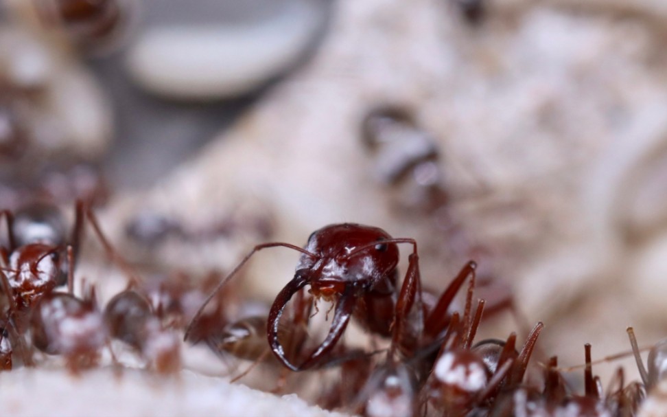 银丝箭蚁饲养记录2.