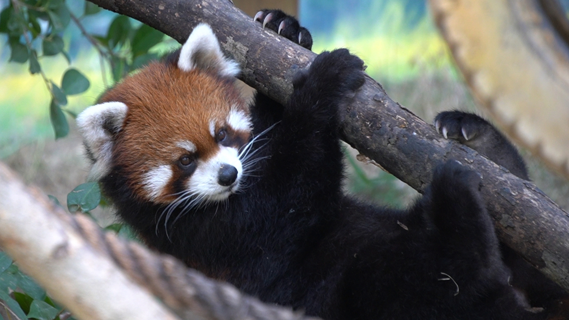 小熊猫窝窝头# 啊这.四脚引体向上?