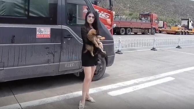 房车旅行,西藏收养的2只小奶狗,七七带它们玩的好开心