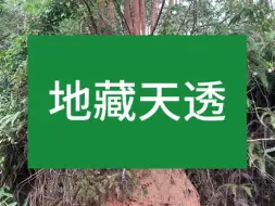 下载视频: 什么是地支有根，天透地藏