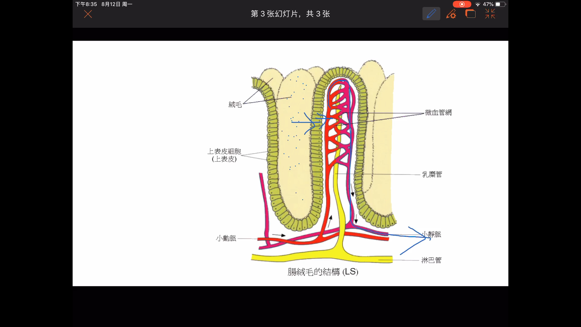 小肠绒毛模式图图片