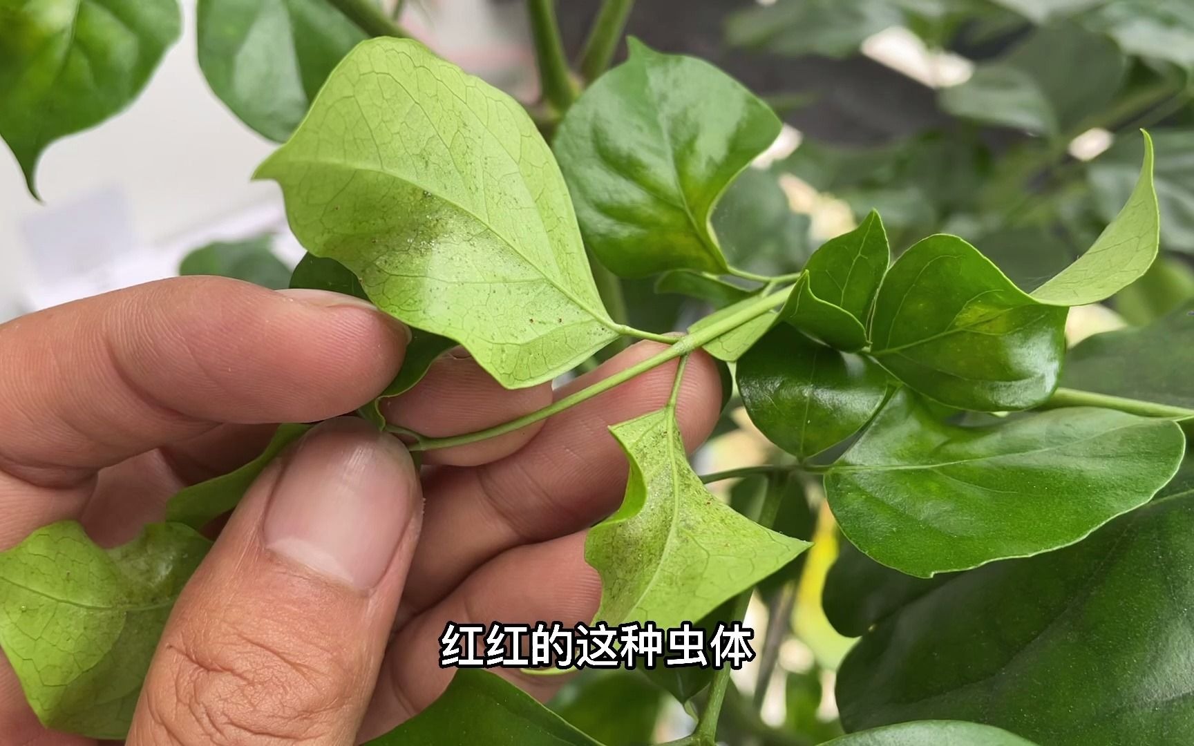 红绿宝的功效与作用(红绿宝:祛湿化瘀,舒筋活血的中药宝藏)