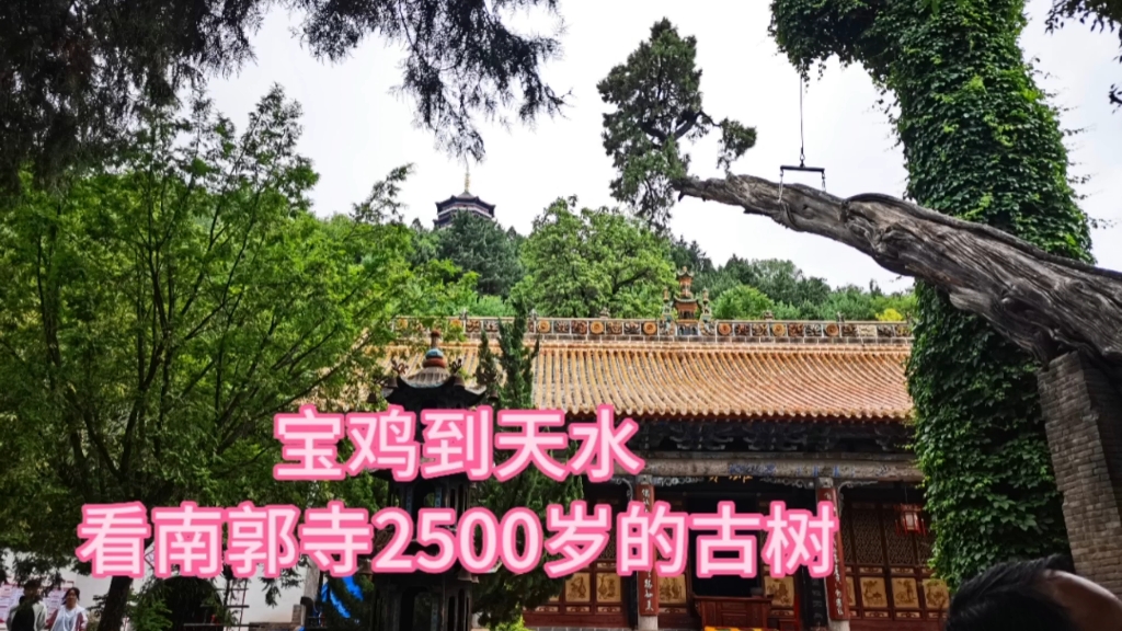 宝鸡到天水,在南郭寺看2500年树龄的古柏哔哩哔哩bilibili