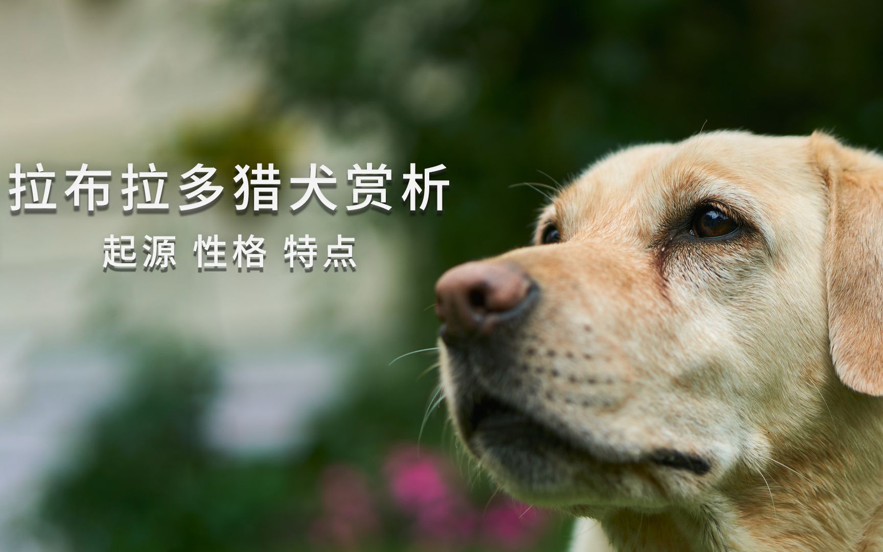 拉布拉多猎犬赏析,带宠物主人进一步了解狗狗的起源和特点哔哩哔哩bilibili