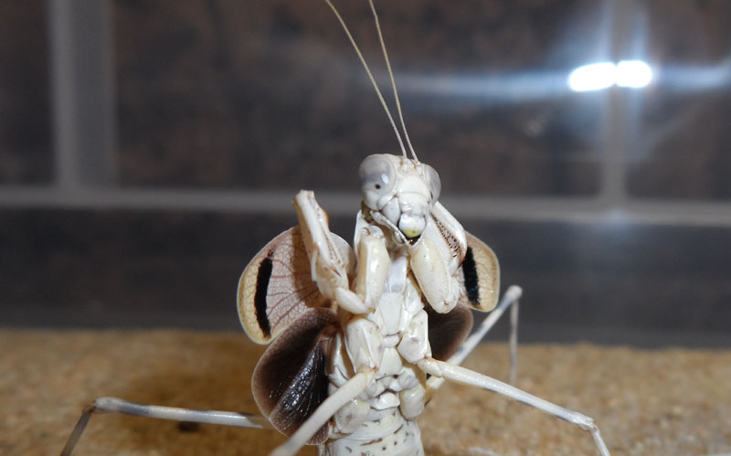 eremiaphila sp. 埃螳(沙漠螳)产卵片段