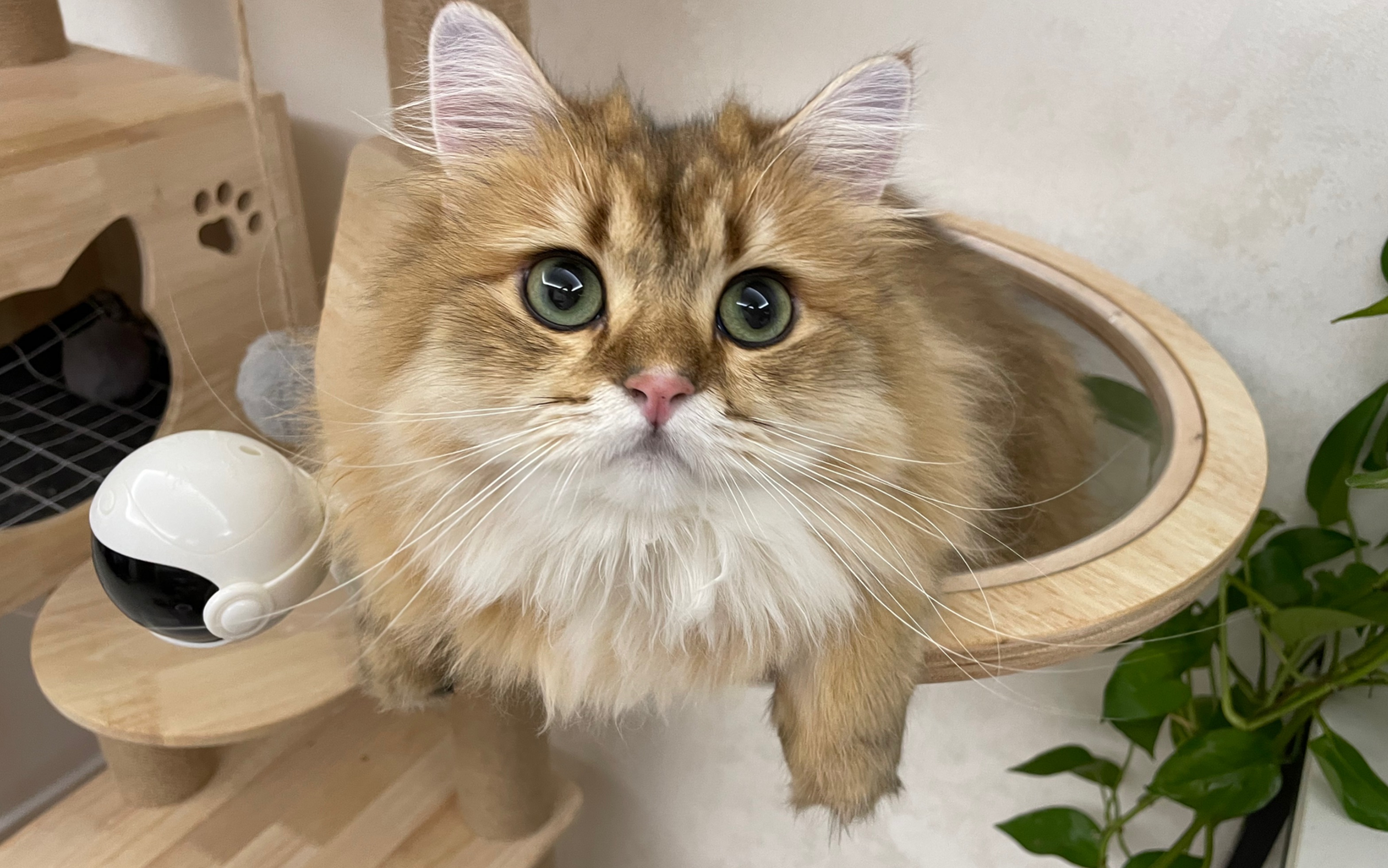 【长毛金渐层】喜欢捕捉影子的少年