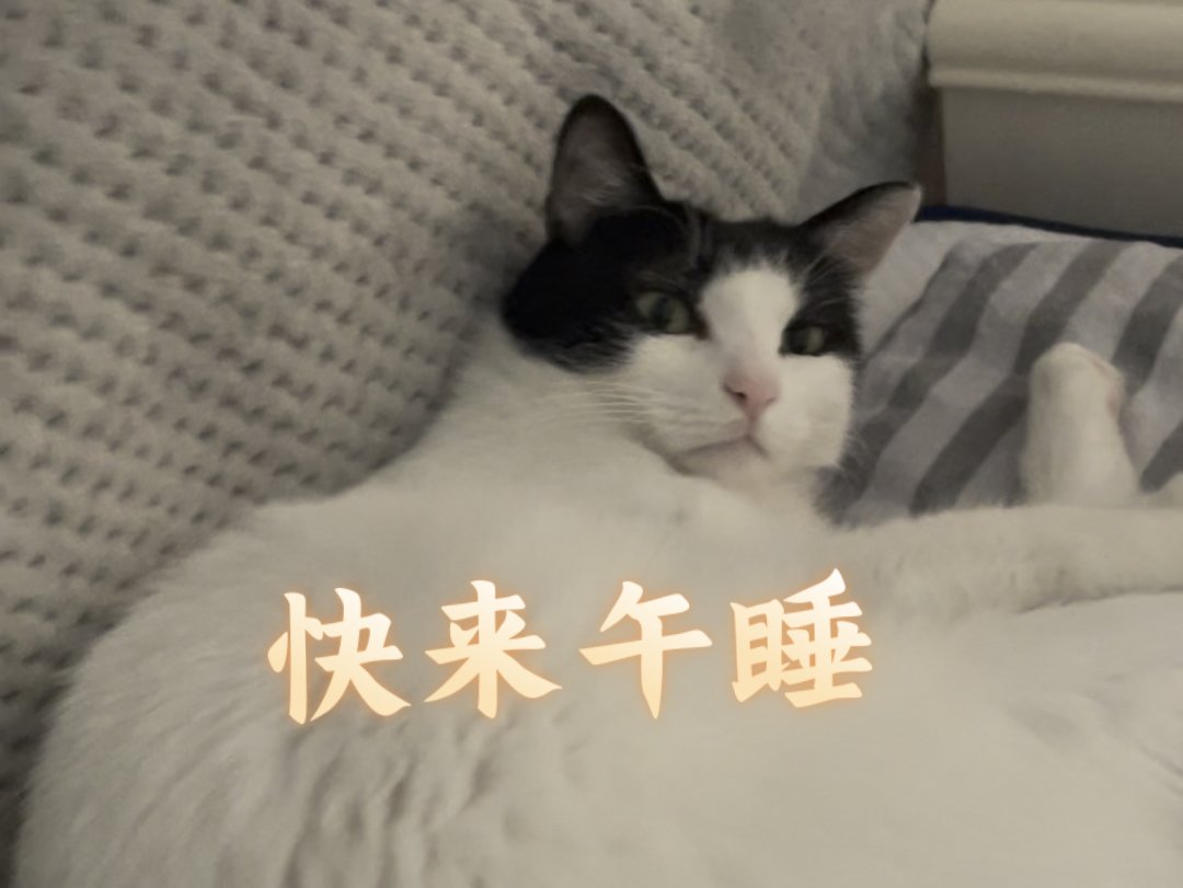 小猫咪已经在床上等你一起午睡啦