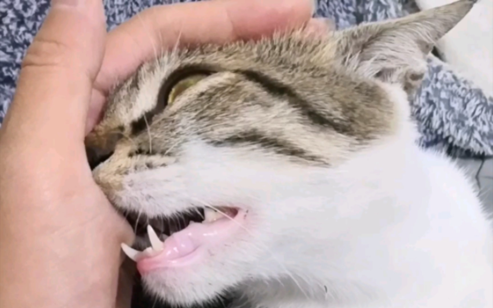 救命啊,猫咪咬人啦