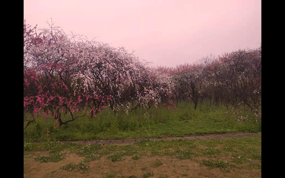 [图]阳春三月，桃花盛开，我的幸福如期而至。