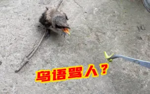 Tải video: 太拽了！蝗虫、龙虾、泥鳅全看不上，这鸟经得起诱惑