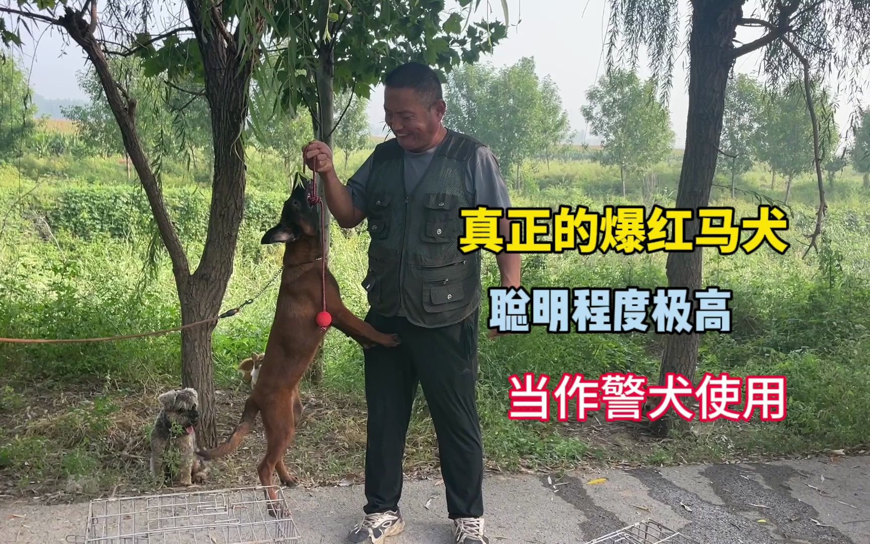 当作警犬使用的爆红马犬,聪明程度极高,颜值也是不差哔哩哔哩bilibili