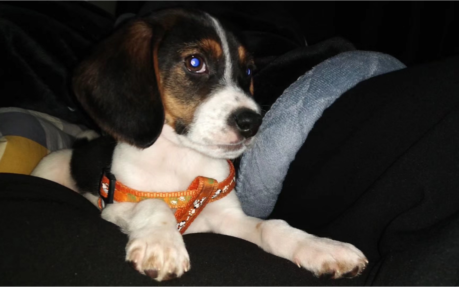 活动作品puppydog