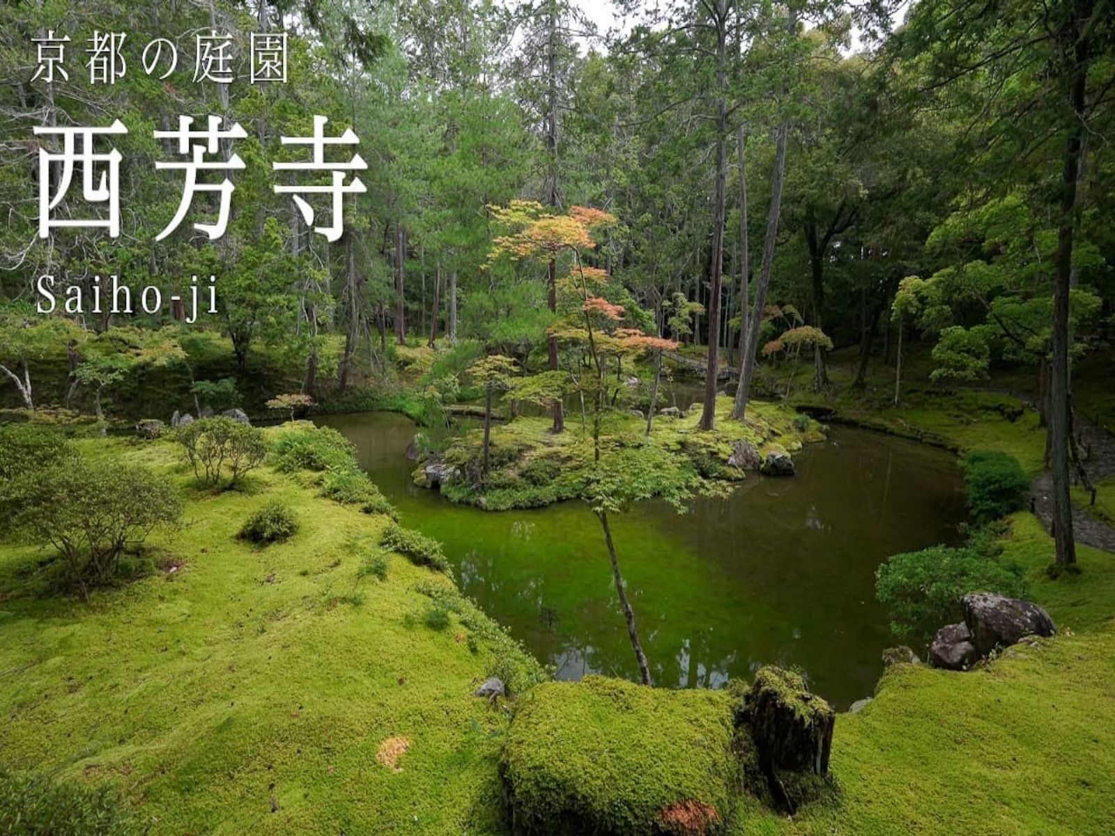 【日本巡礼高清4K】京都 苔寺 西芳寺 | 京都の庭园 | Saihoji Moss Temple,Kyoto Japanese Garden哔哩哔哩bilibili