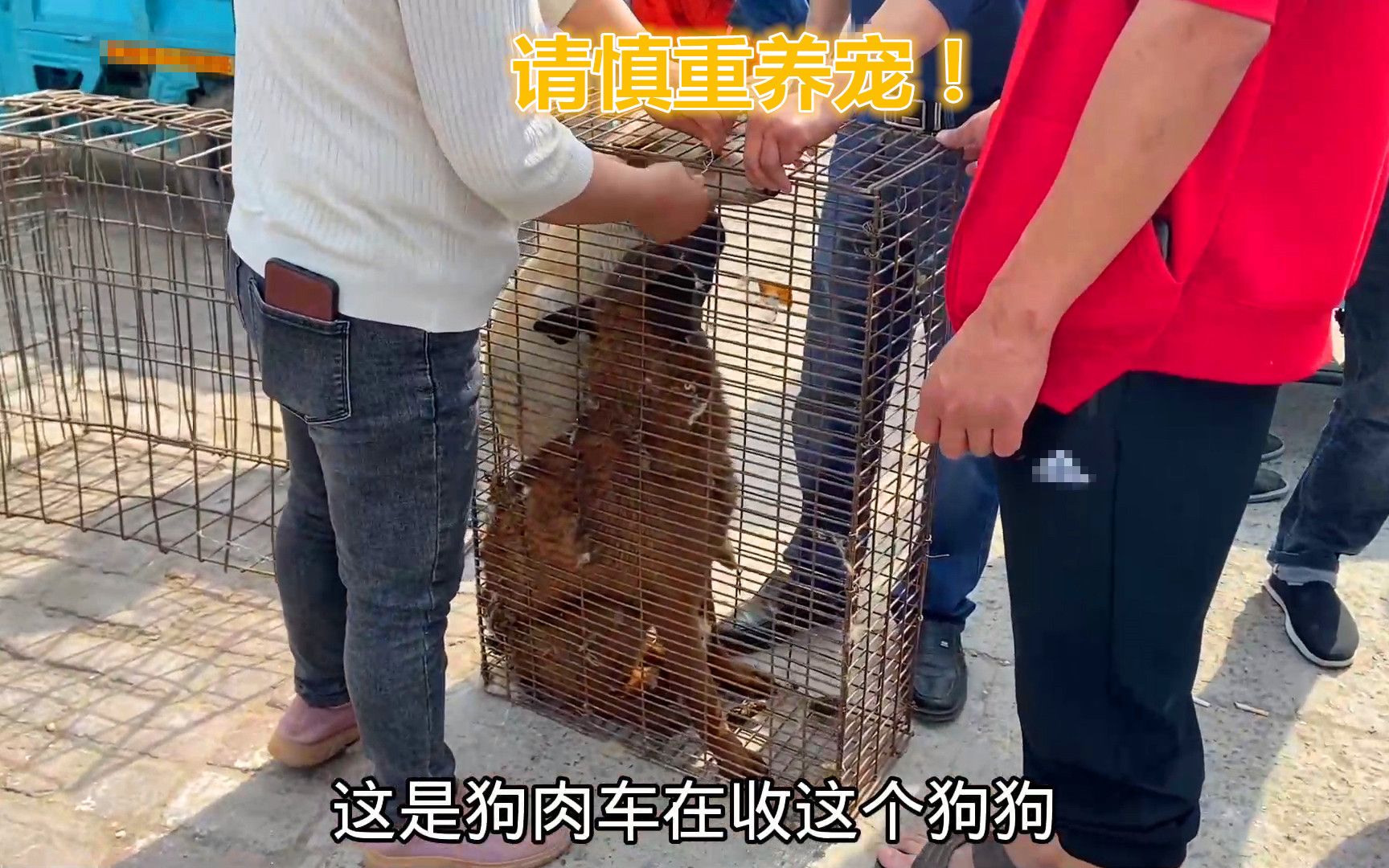 [图]马犬被塞进笼子称重卖肉！蜷缩笼中神情慌张不知所措！请慎重养宠