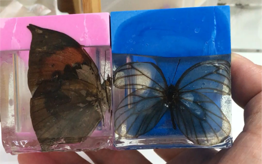 【滴胶】蝴蝶标本水晶杯