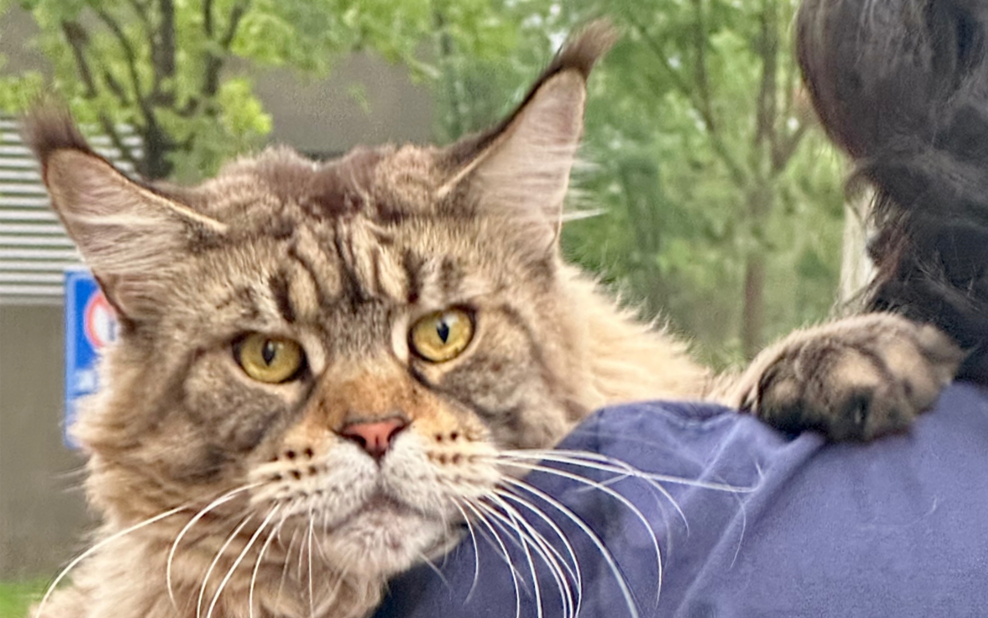 【缅因猫泰哥】美国缅因州地道口音