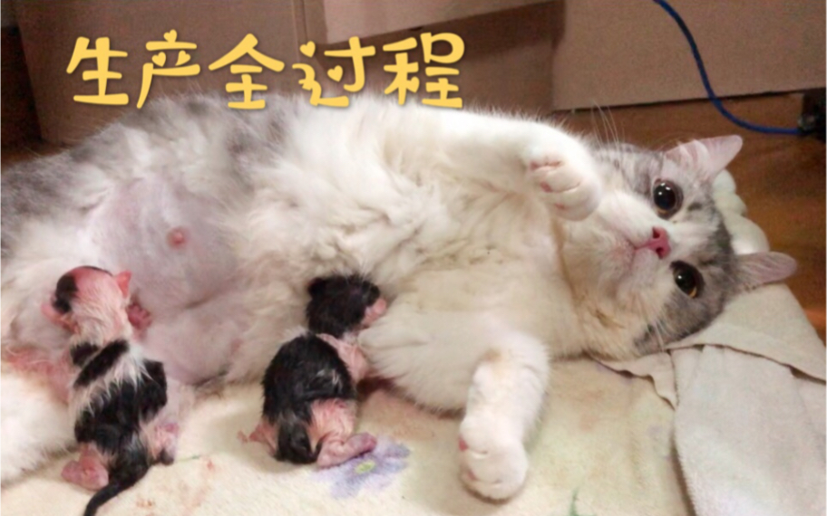 铲屎官第一次为小猫咪接生 猫咪生产全过程哔哩哔哩bilibili