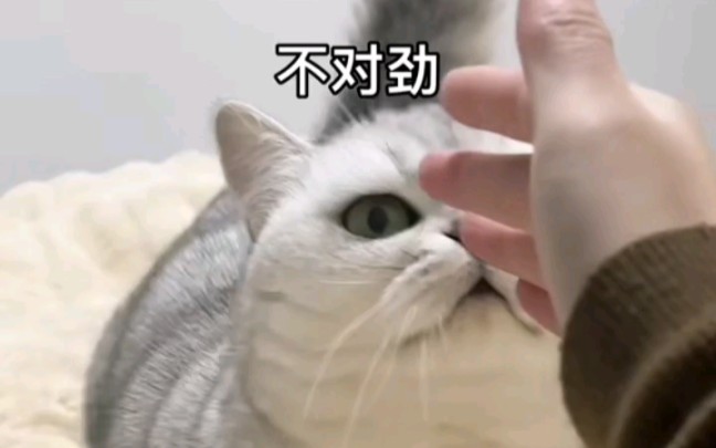 当你偷偷去猫咖被猫猫发现后..哔哩哔哩bilibili