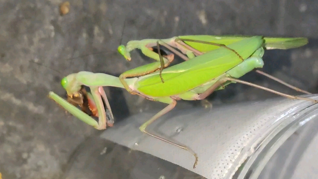 澳宽螳螂交配中(发个视频)