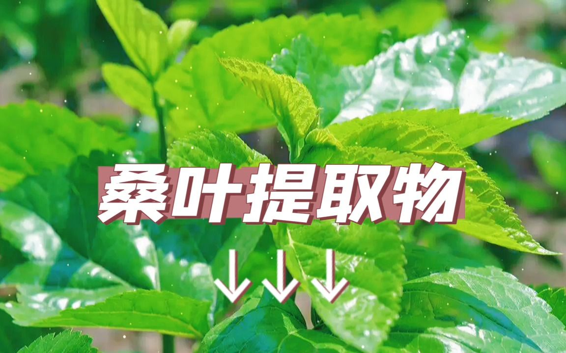 桑叶提取物的作用功效,兽用桑叶提取物的用法用量功能主治配伍应用哔哩哔哩bilibili