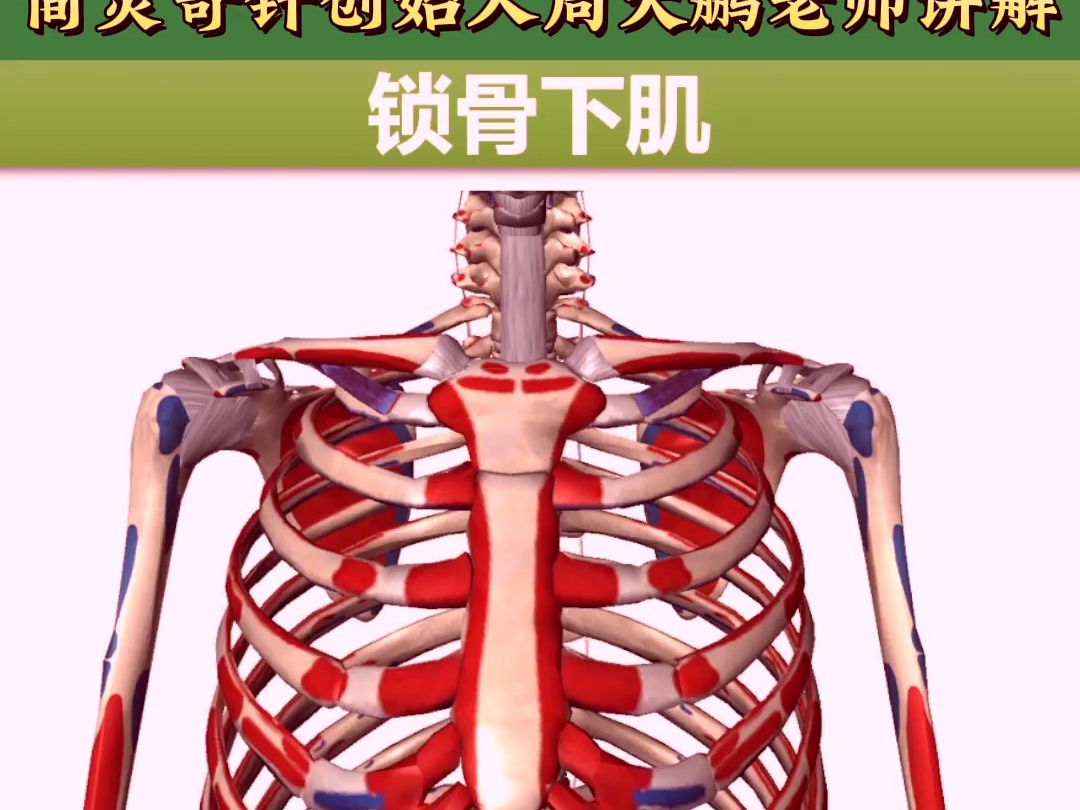 锁骨下肌——4个方面全方位讲解——天下明医平台简灵奇针