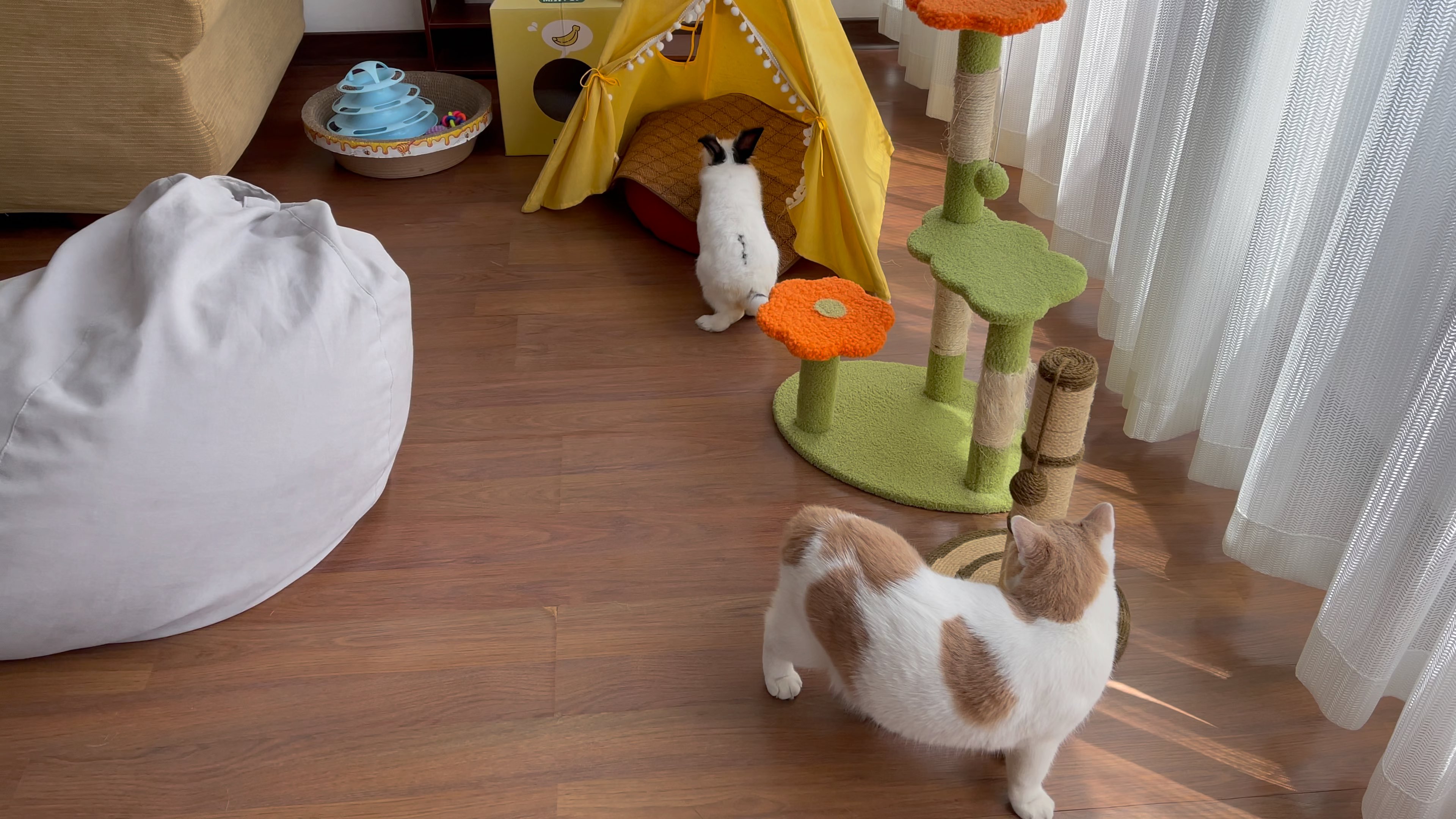 【4k杜比】【萌宠物语】第一集:当猫咪第一次遇见兔叽 第二集:刚过完