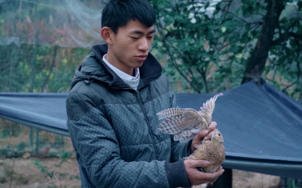 养鸡兄弟去鸡场检查,看看元飞手里抱的啥鸡?有人认识吗