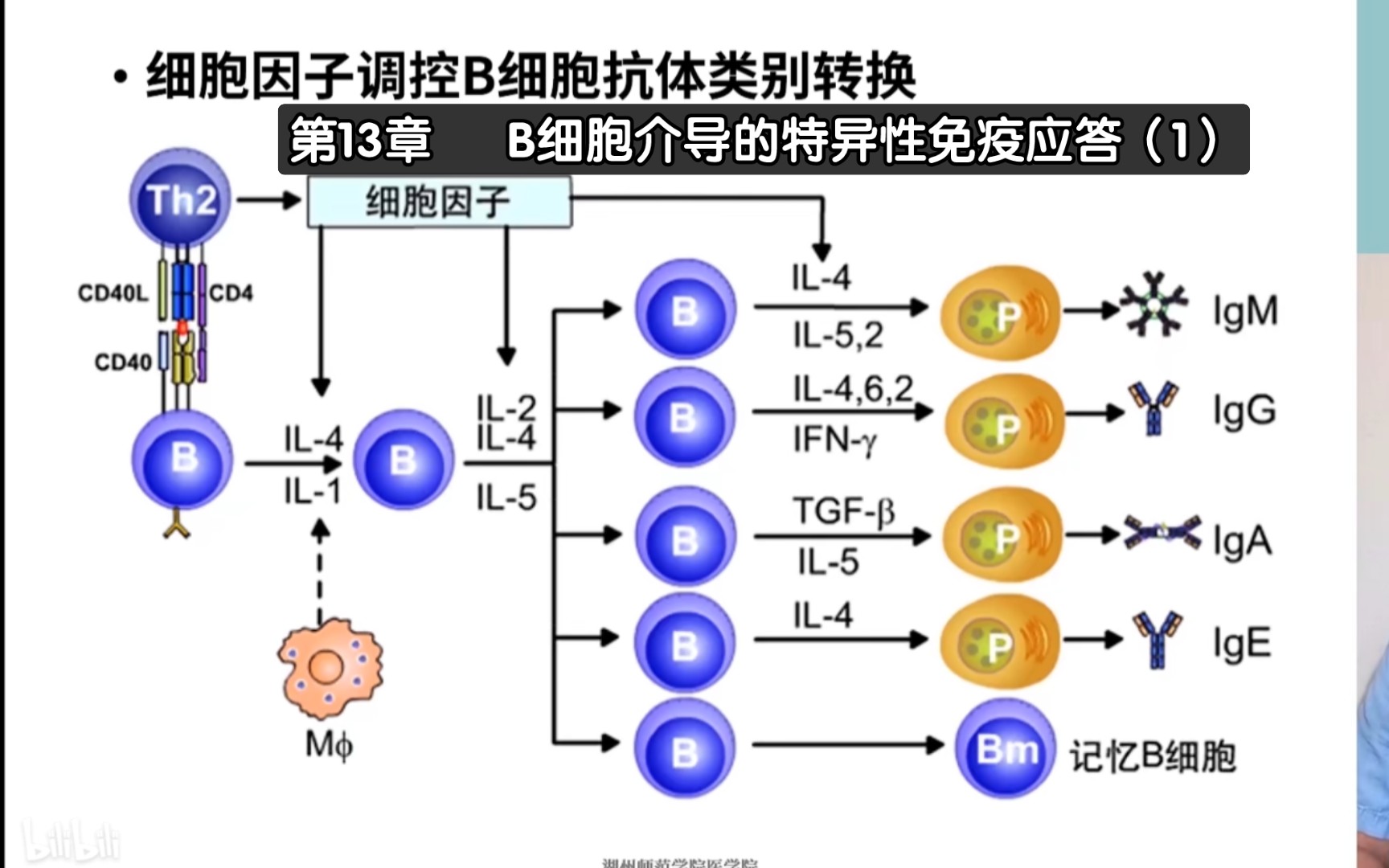 医学免疫学 第13章 b细胞介导的特异性免疫应答(1)(仅供个人每日打卡)
